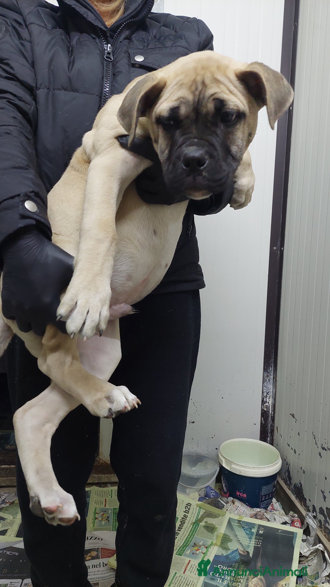 American Bully cani in vendita: American bully maschio - Annuncio 3