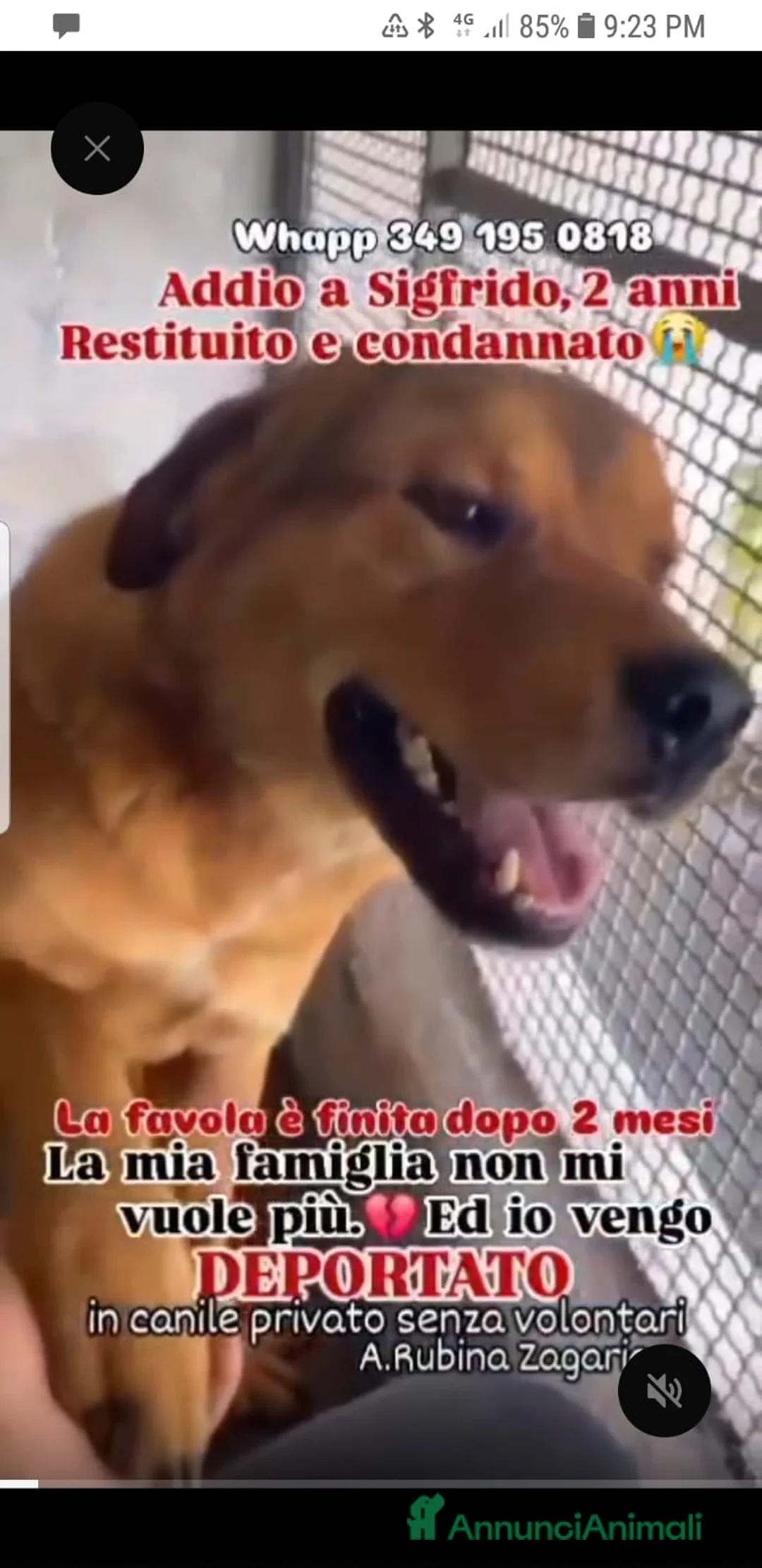 Meticcio cani in regalo: ADOZ.DEL💔:restituito dopo 2mesi, in deportazione! - Annuncio 4