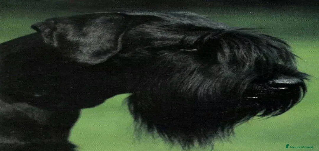 Immagine della galleria {{count}}