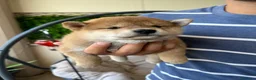 Shiba Inu cani in vendita: Cuccioli di Shiba Inu a Provincia di Frosinone - Annuncio 9