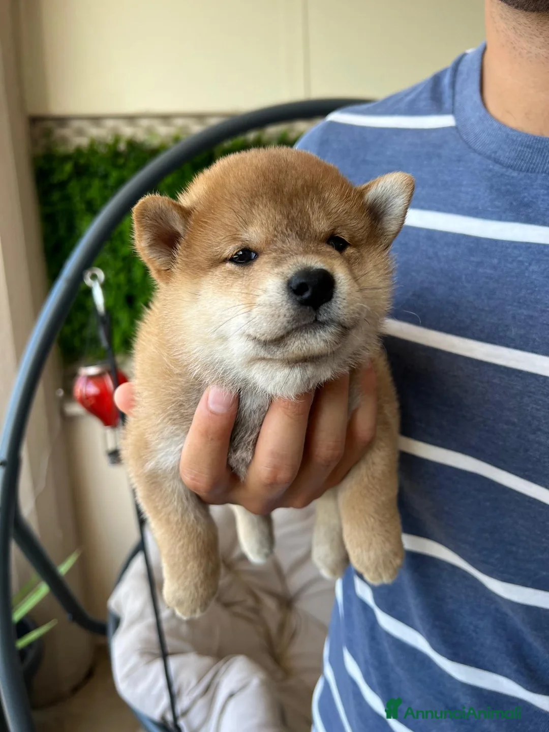 Shiba Inu cani in vendita: Cuccioli di Shiba Inu a Provincia di Frosinone - Annuncio 9