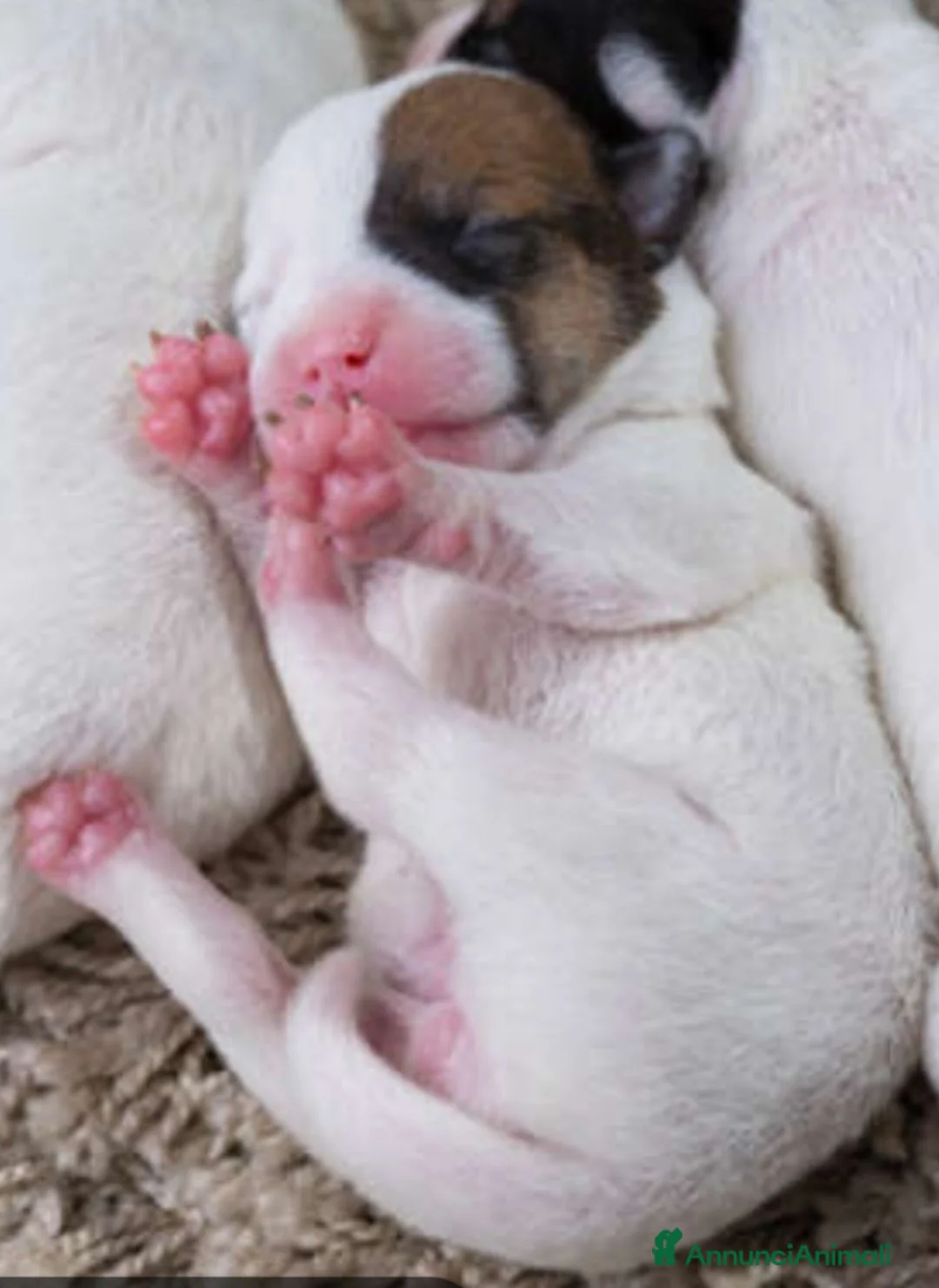 Jack Russell cani in vendita: Gek Russel  toy  zampa corta  - Annuncio 1