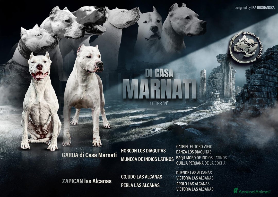 Dogo Argentino cani in vendita: CUCCIOLI DOGO ARGENTINO  - Annuncio 1