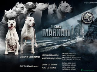 Dogo Argentino cani CUCCIOLI DOGO ARGENTINO - Annuncio 2