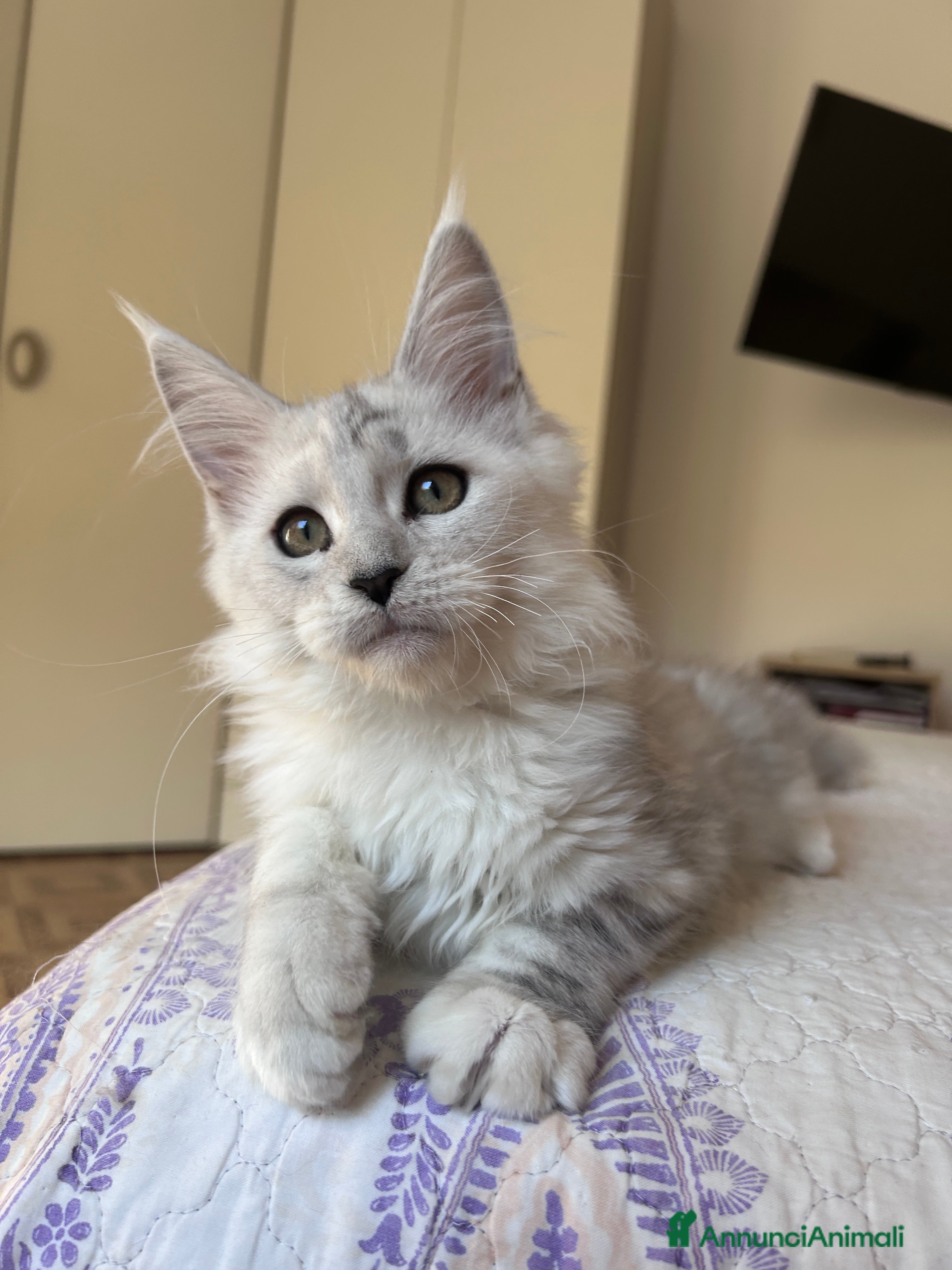 Maine Coon gatti Maine Coon femmina ped. Anfi - Annuncio 1