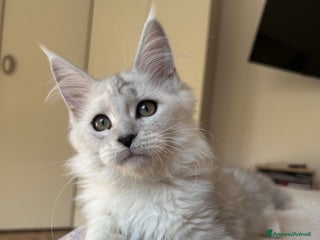 Maine Coon gatti Maine Coon femmina ped. Anfi - Annuncio 1