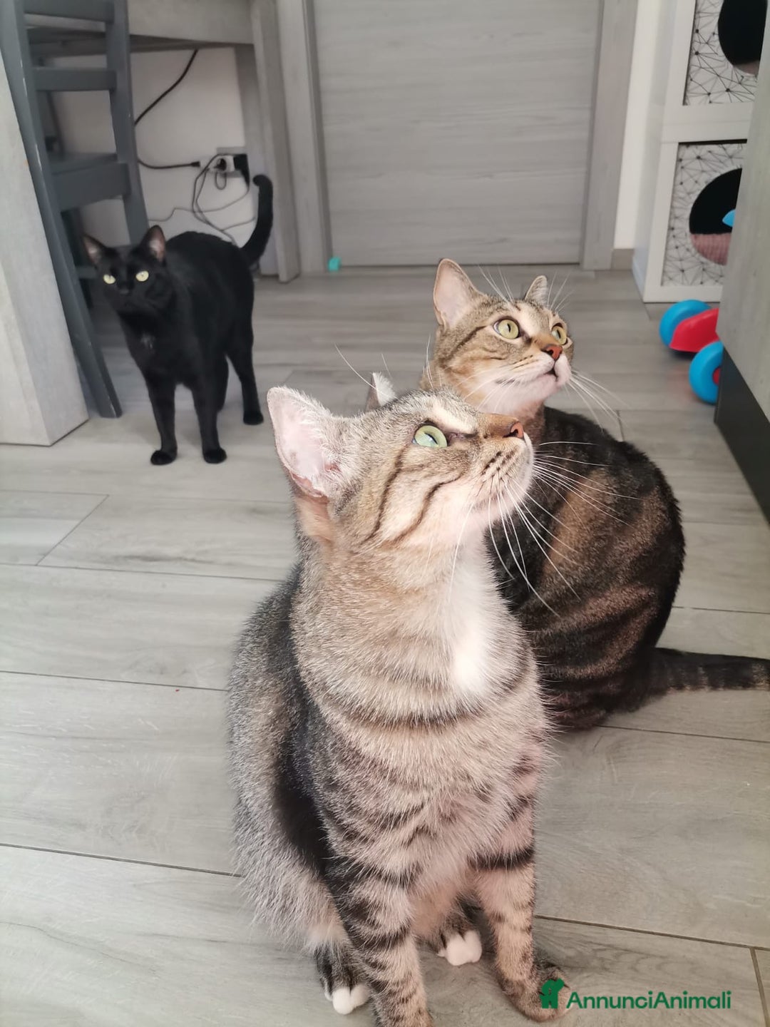 Europeo gatti in regalo: Gatti europei fratelli - Annuncio 8