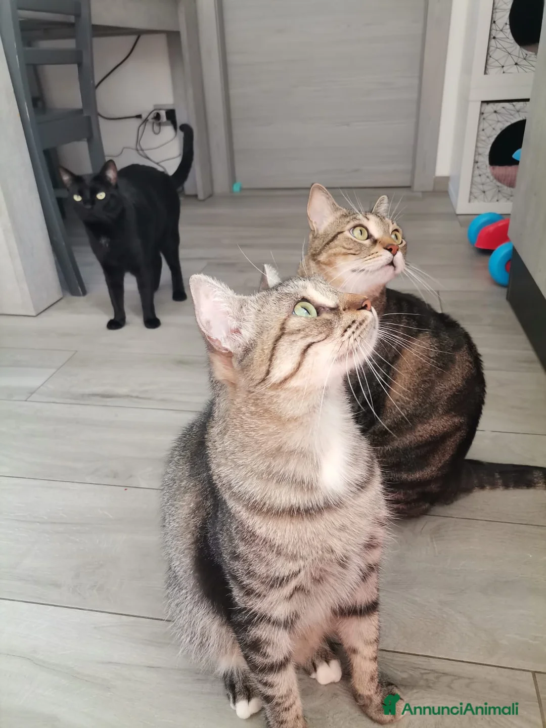 Europeo gatti in regalo: Gatti europei fratelli - Annuncio 8