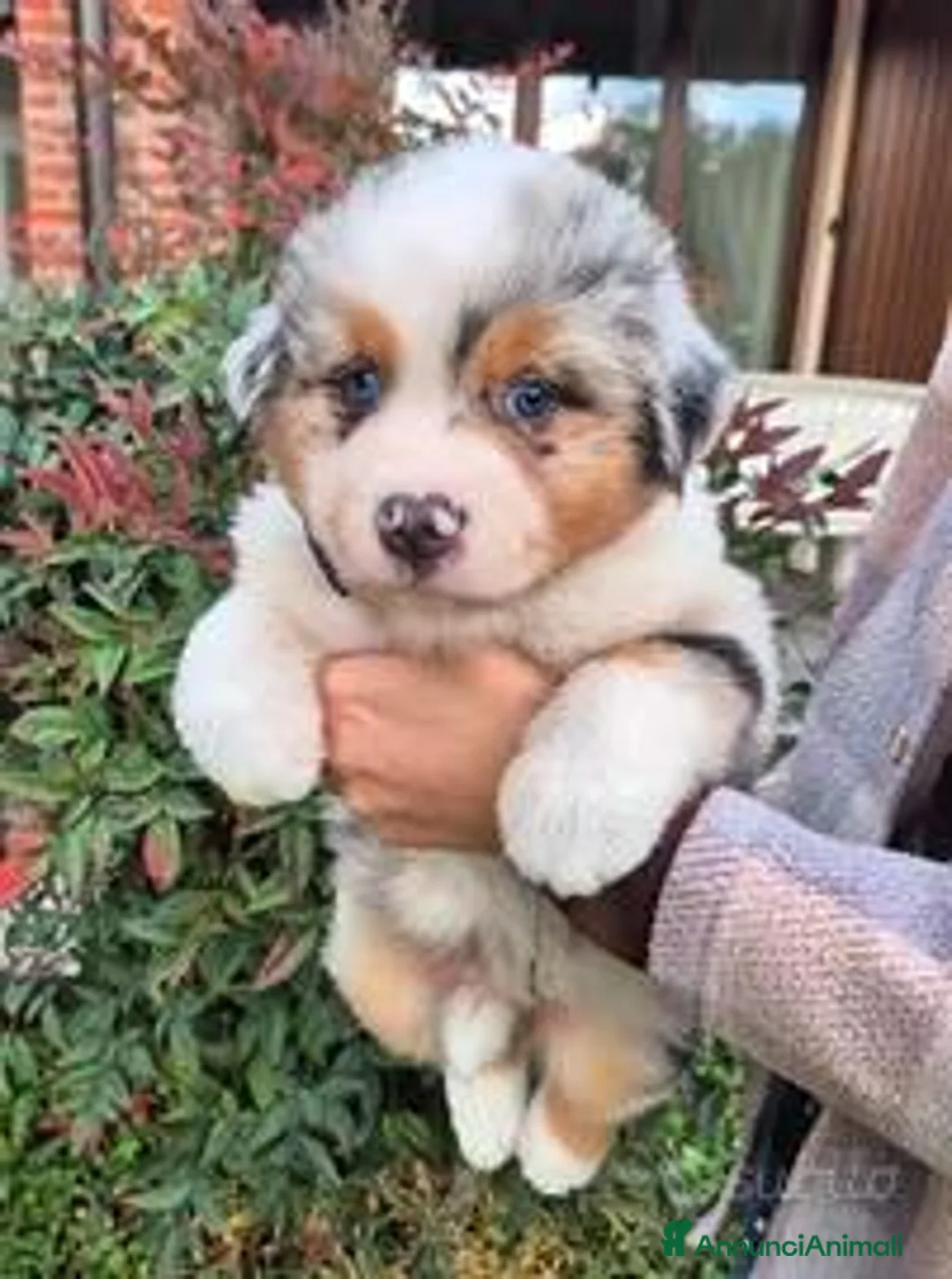 Australian Shepherd cani in vendita: Pastori australiani - cuccioli disponibili - Annuncio 1