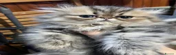 Persiano gatti in vendita: gatto persiano golden shaded  - Annuncio 1