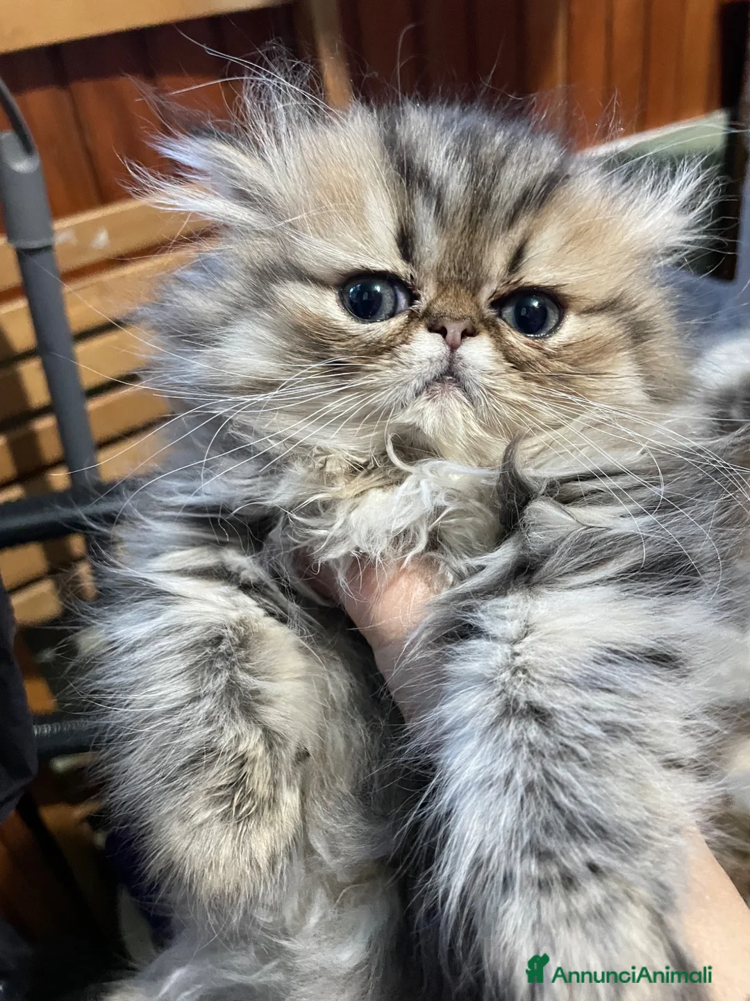 Persiano gatti in vendita: gatto persiano golden shaded  - Annuncio 1