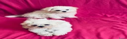 Maltese cani in vendita: Cuccioli di maltese con pedigree  a Provincia di Padova - Annuncio 12