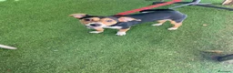 Jack Russell cani in regalo: Si chiama Venere - Annuncio 2