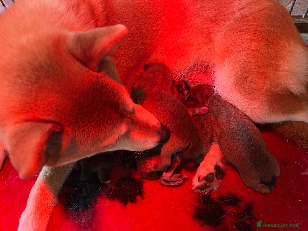 Shiba Inu cani in vendita: Shiba inu , cuccioli disponibili - Annuncio 20
