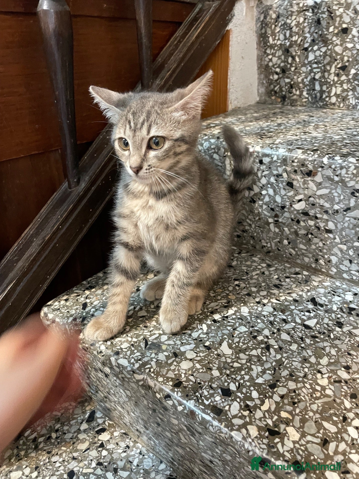Meticcio gatti Gattino simpatico  - Annuncio 2