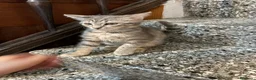 Meticcio gatti in vendita: Gattino simpatico  - Annuncio 1