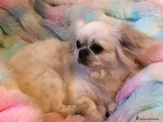 Chihuahua cani Chihuahua femmina a pelo lungo - Annuncio 1