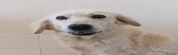 Meticcio cani in regalo: Fortuna  - Annuncio 5