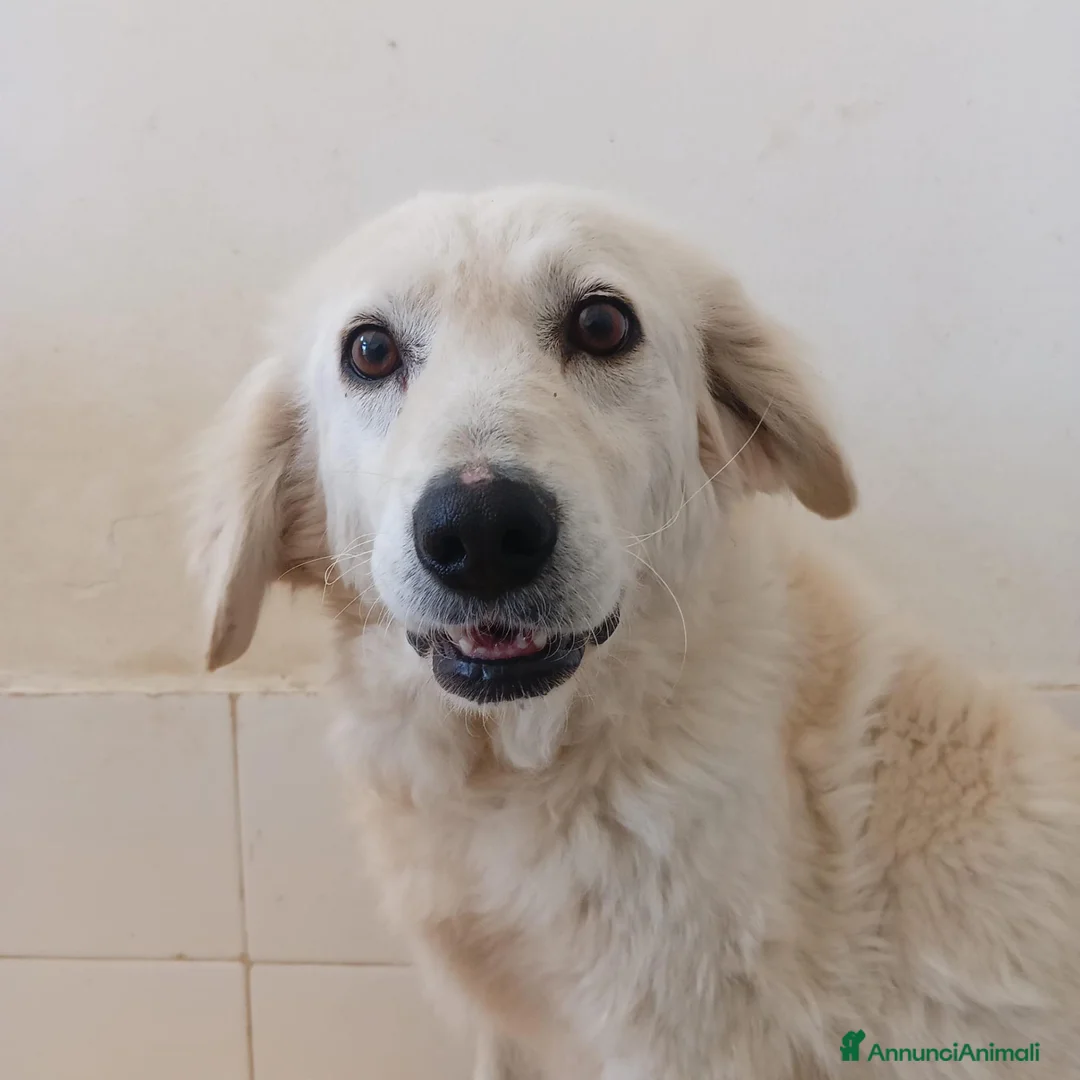 Meticcio cani in regalo: Fortuna  - Annuncio 5