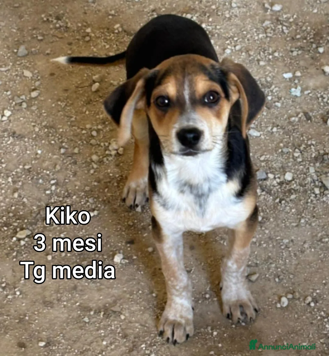 Meticcio cani in regalo: TROPPI CUCCIOLI ABBANDONATI  a Provincia di Verona - Annuncio 10