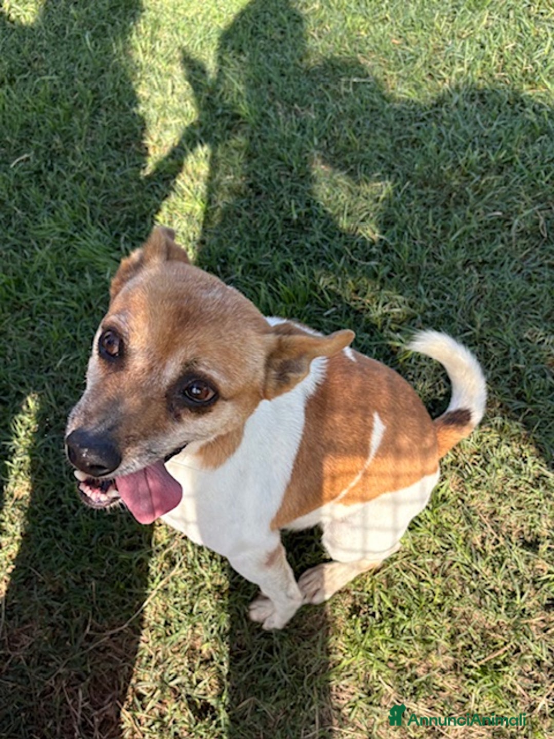 Meticcio cani in regalo: TIC simpaticissimo derivato jack russel - Annuncio 8