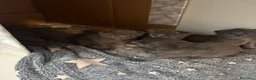Certosino gatti in vendita: Splendidi cuccioli di Certosino con pedigree  a Provincia di Modena - Annuncio 2