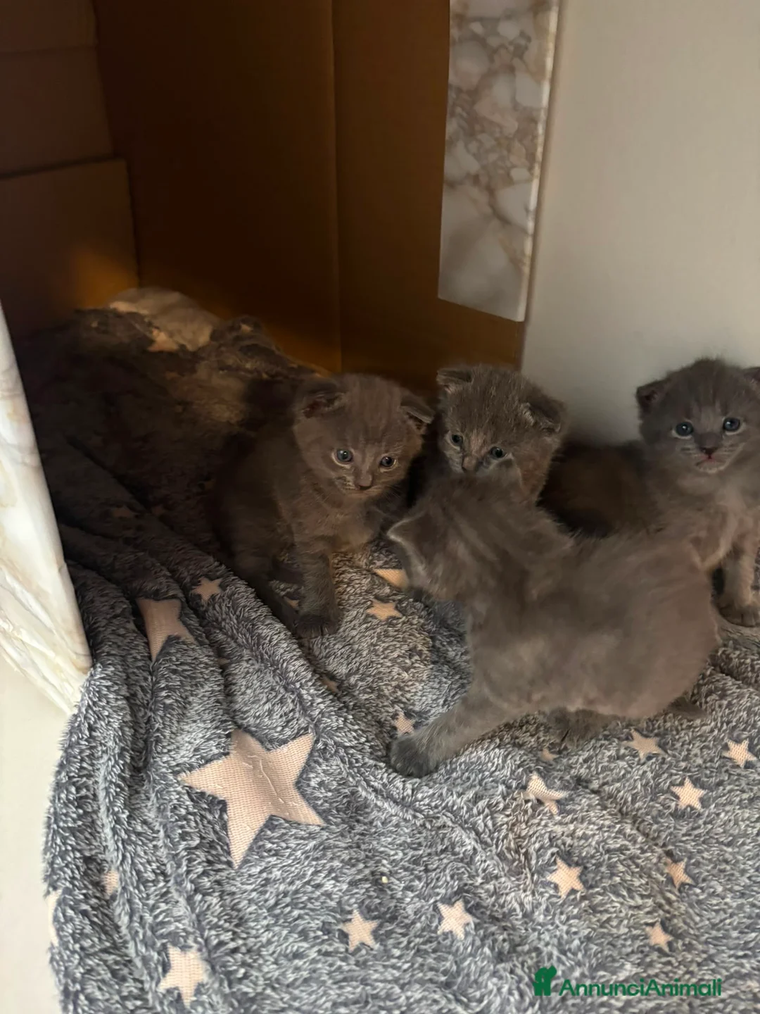 Certosino gatti in vendita: Splendidi cuccioli di Certosino con pedigree  a Provincia di Modena - Annuncio 2