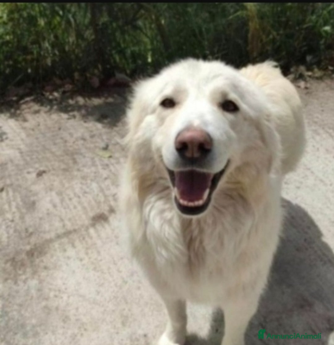 Pastore Maremmano cani in regalo: Maremmana stava tra gli escrementi sotto il sole.. a Città metropolitana di Milano - Annuncio 1