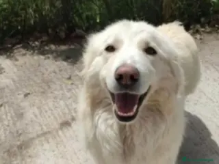 Pastore Maremmano cani Maremmana stava tra gli escrementi sotto il sole.. a Città metropolitana di Milano - Annuncio 4