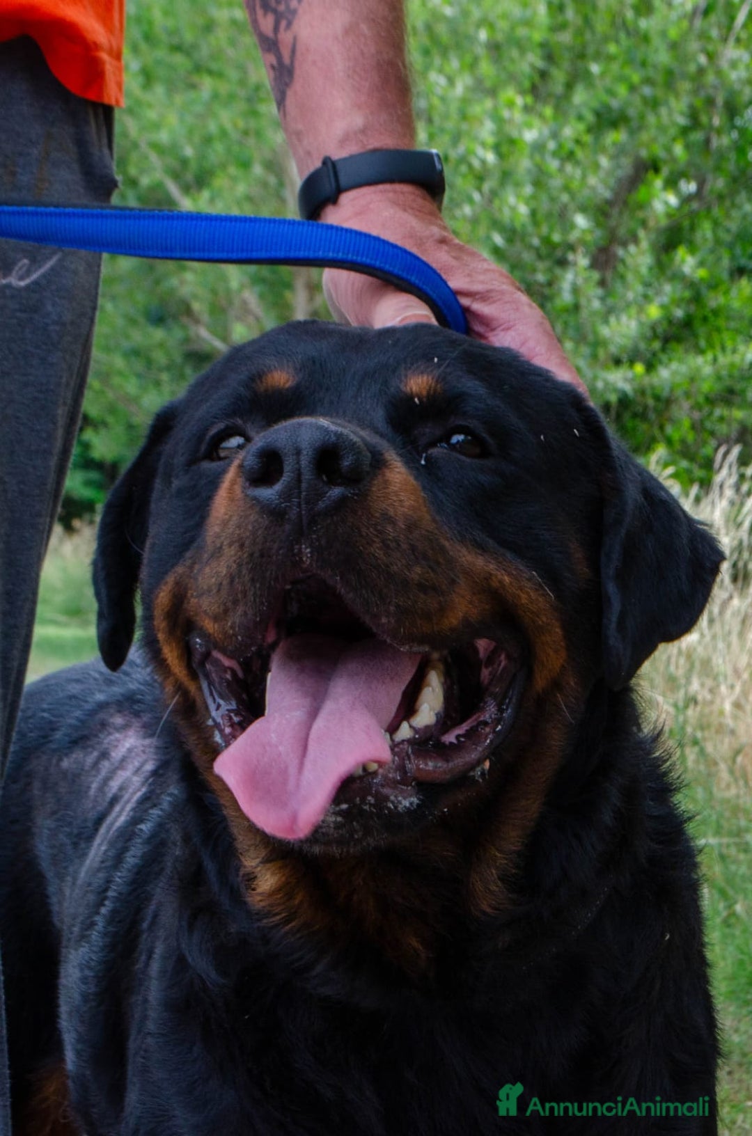 Rottweiler cani in regalo: Rex, 3 anni e mezzo a Provincia di Bergamo - Immagine 2