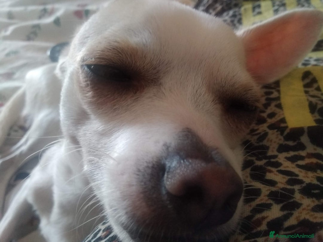 Chihuahua cani per accoppiamento: Rocky cerca una fidanzata - Annuncio 2