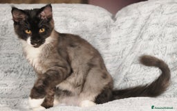 Maine Coon gatti in vendita: Cuccioli di razza Maine Coon pedigree ANFI a Livorno - Immagine 6