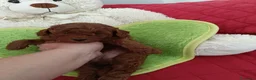 Barboncino Toy cani in vendita: Bimbo da amare  - Annuncio 6
