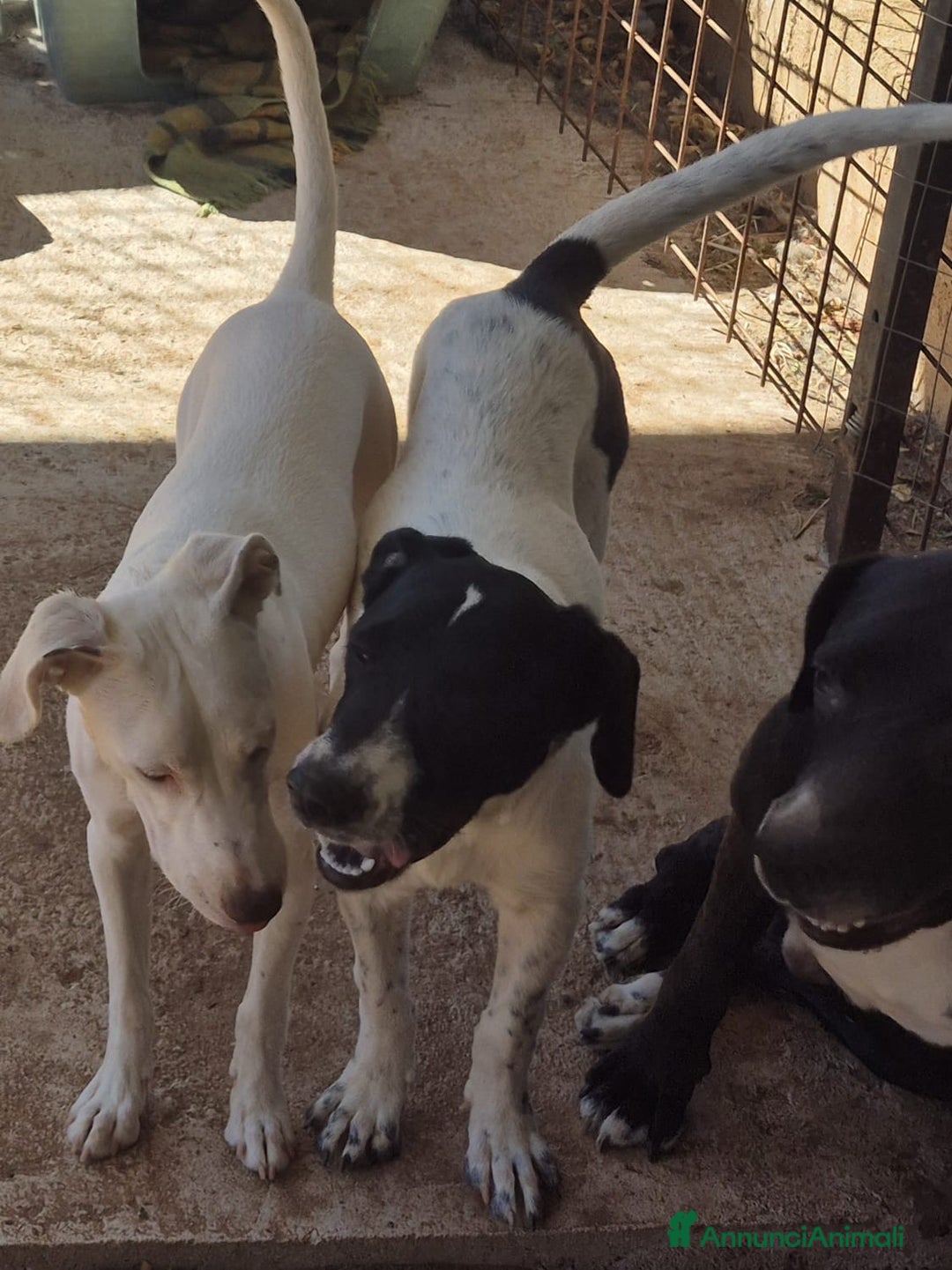 Meticcio cani in regalo: MAYA,ADATTA A TUTTI, NESSUNO CHIAMA PER LEI!!! - Annuncio 6