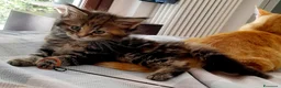 Maine Coon gatti in vendita: Cucciola di Maine Coon - Annuncio 2