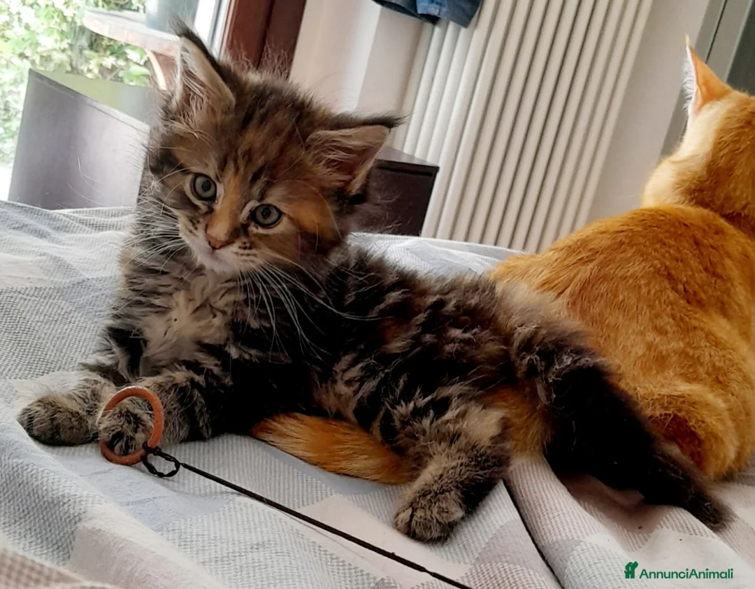 Maine Coon gatti in vendita: Cucciola di Maine Coon - Annuncio 2