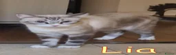 Europeo gatti in regalo: LIA GATTINA DAGLI OCCHI AZZURRI - Annuncio 3