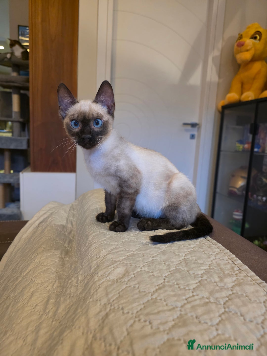 Bengala gatti in vendita: Cucciolo gatto bengala  - Annuncio 3