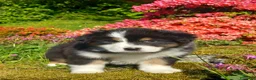 Australian Shepherd cani in vendita: Pastore australiano  - Annuncio 6