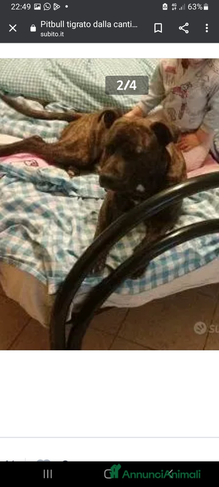 Pitbull cani Pitbull tigrato adulto dalla cantina al box.PARMA a Città metropolitana di Milano - Annuncio 2