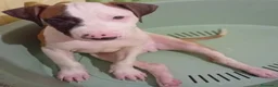 Altre razze cani in vendita: American Pitbull terrier Standart UKC  - Annuncio 3