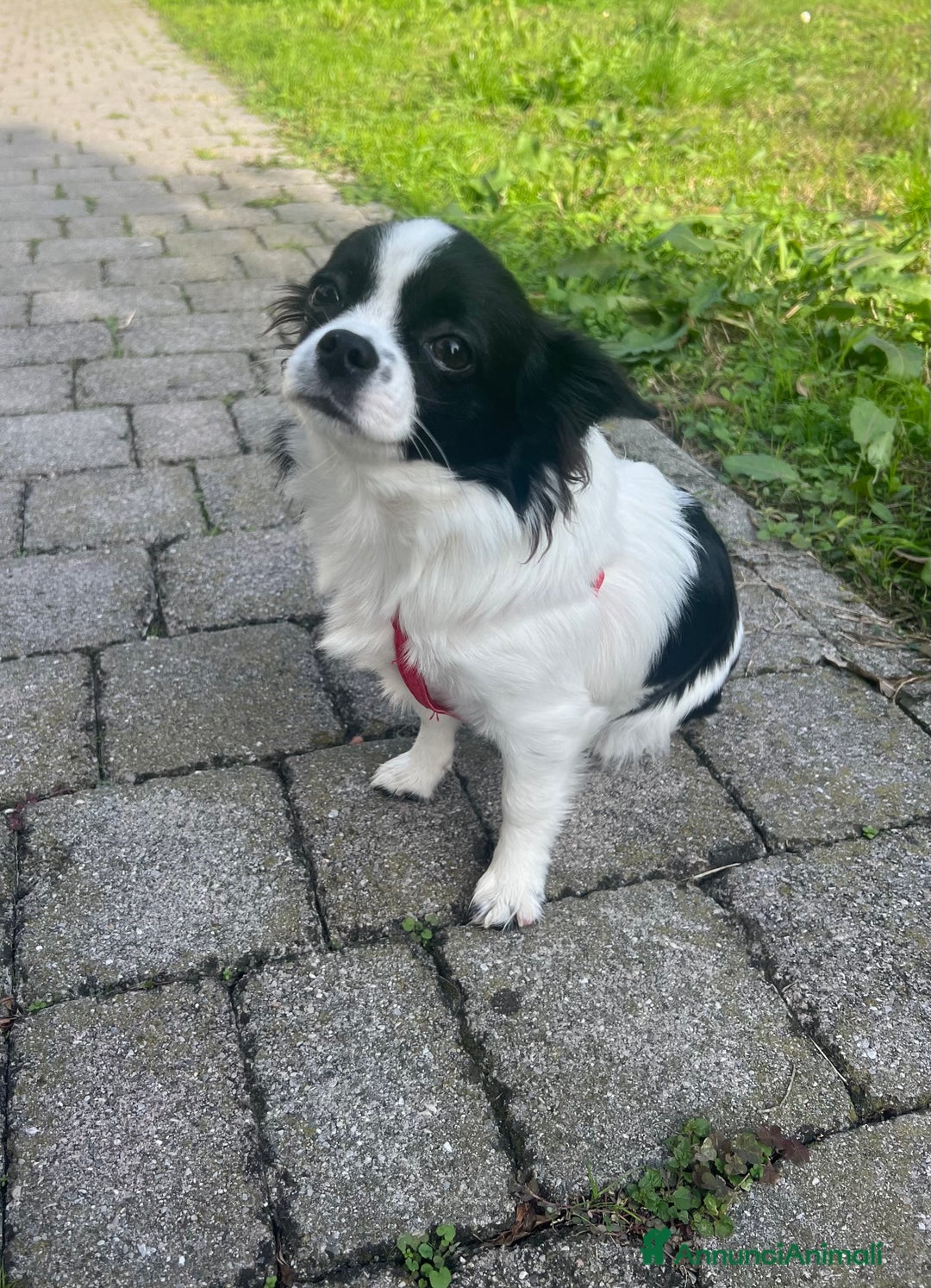 Chihuahua cani in vendita: Chihuahua femmina pedigree Enci  - Annuncio 6