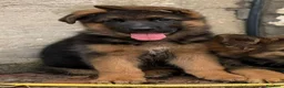 Pastore Tedesco cani in vendita: PASTORI TEDESCHI - Annuncio 9