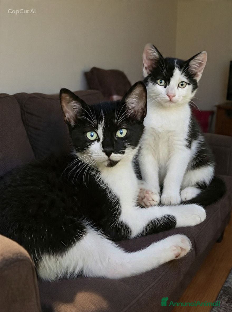 Europeo gatti Due gattini di tre mesi - Annuncio 8