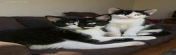 Europeo gatti in regalo: Due gattini di tre mesi - Annuncio 1