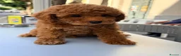 Barboncino Toy cani in vendita: Cucciolo di barboncino Toy - Annuncio 10