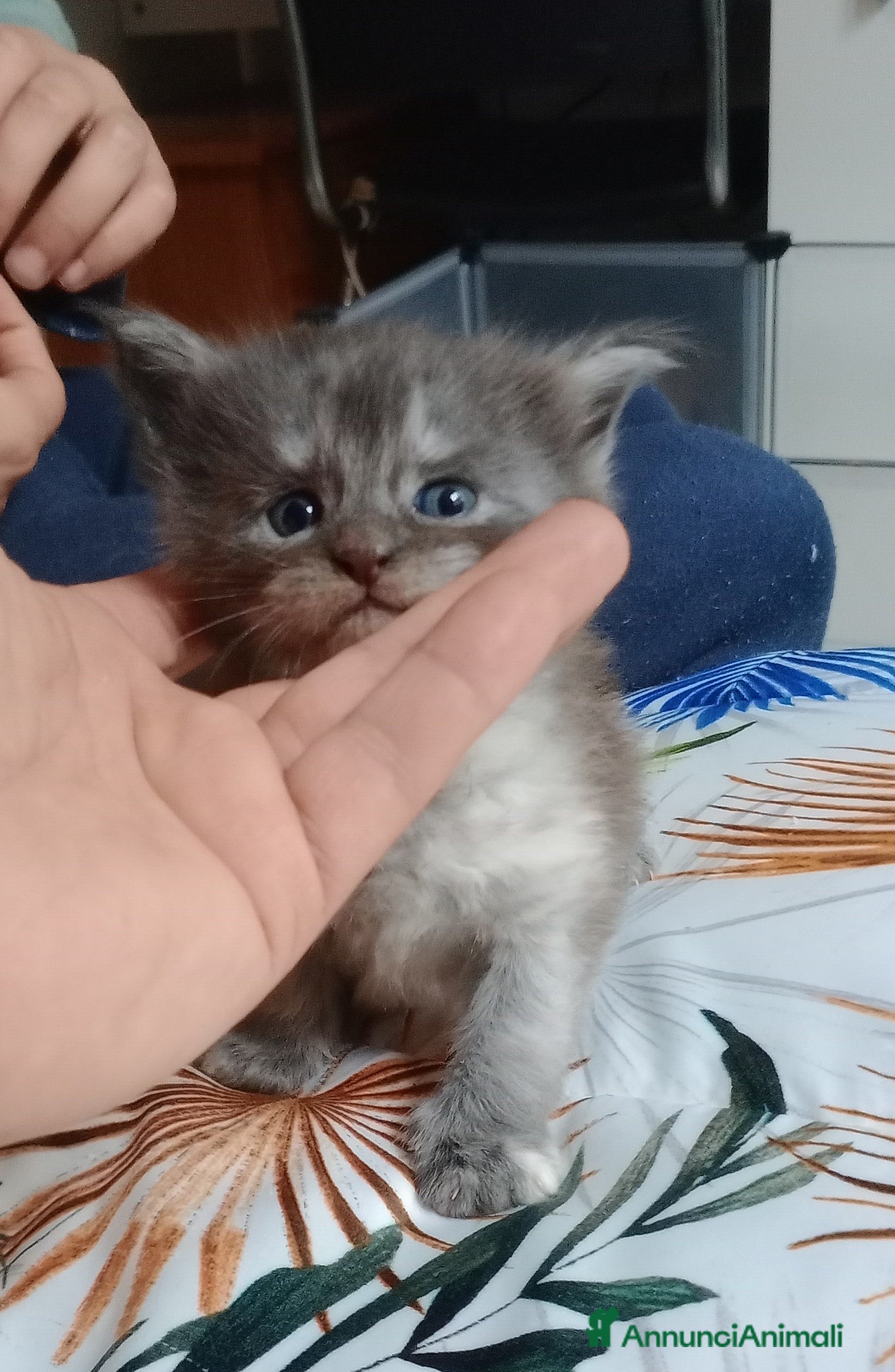 Maine Coon gatti Maine coon cuccioli  - Annuncio 11