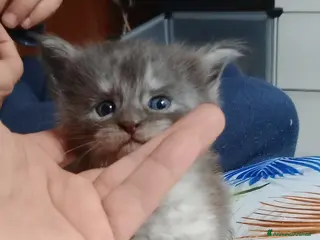 Maine Coon gatti Maine coon cuccioli - Annuncio 11