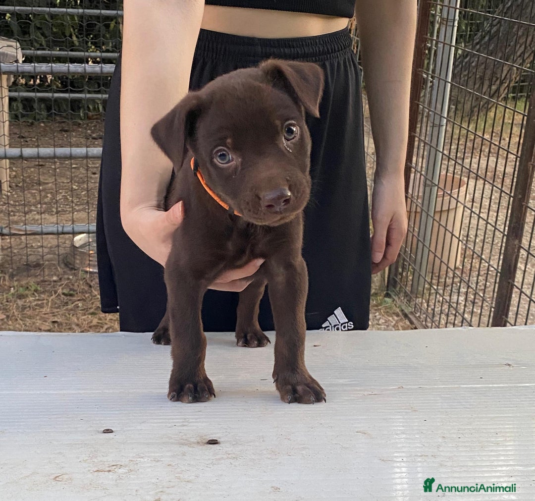 Australian Kelpie cani in vendita: Cuccioli di Australian Kelpie a Provincia di Teramo - Immagine 1