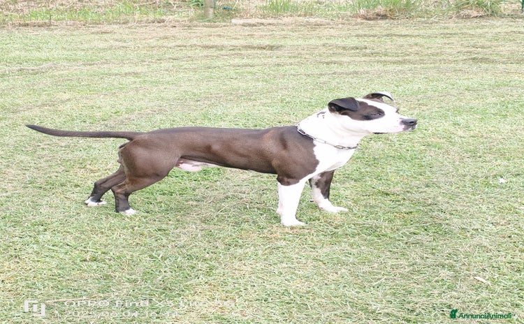 Pitbull cani a Provincia della Spezia - Annuncio 12
